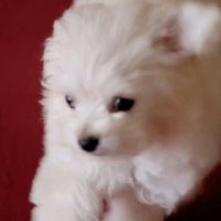 小七