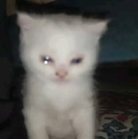 世上只有小貓好