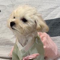 仙蒂（狗狗🐶）