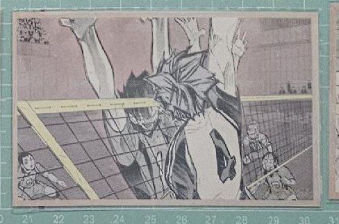 ⭐️黑尾、木兔