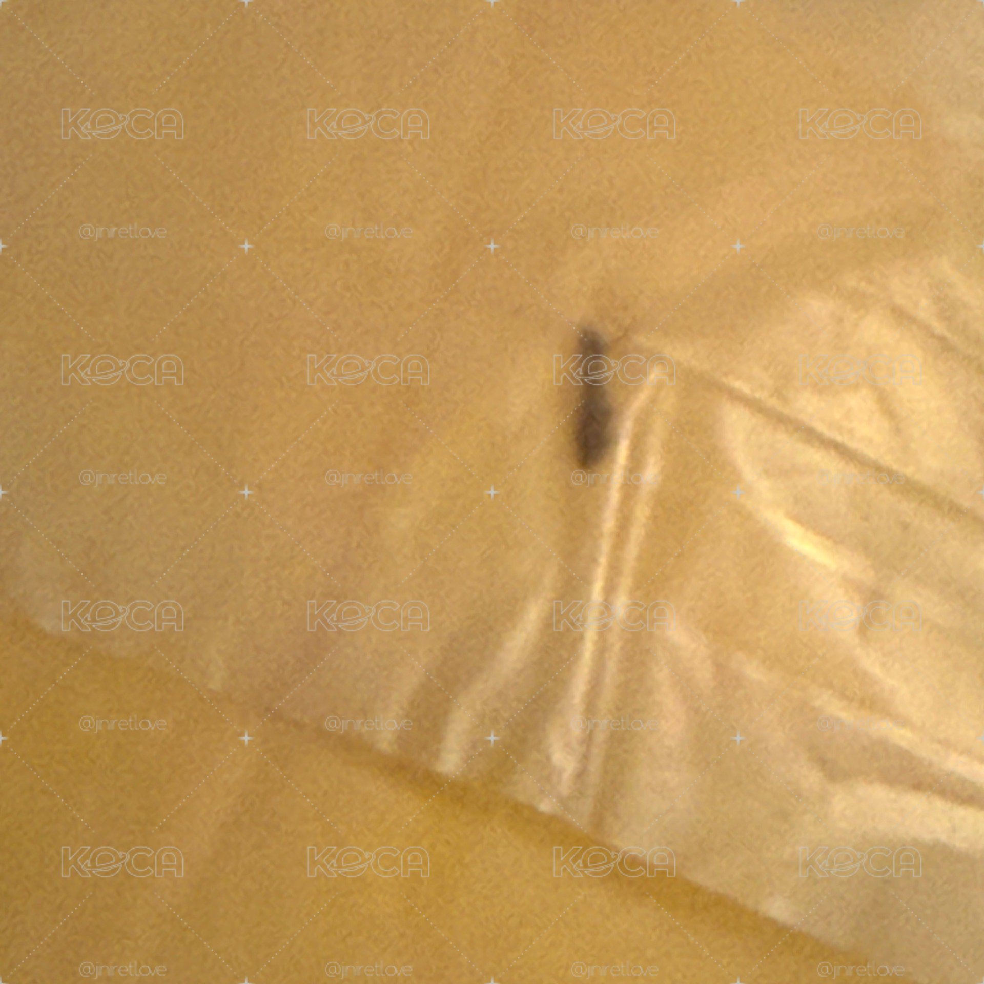 20公分 菲娃
