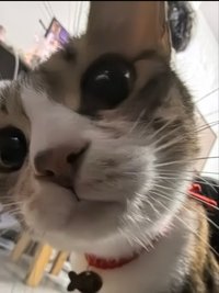 嘎抓の賣場