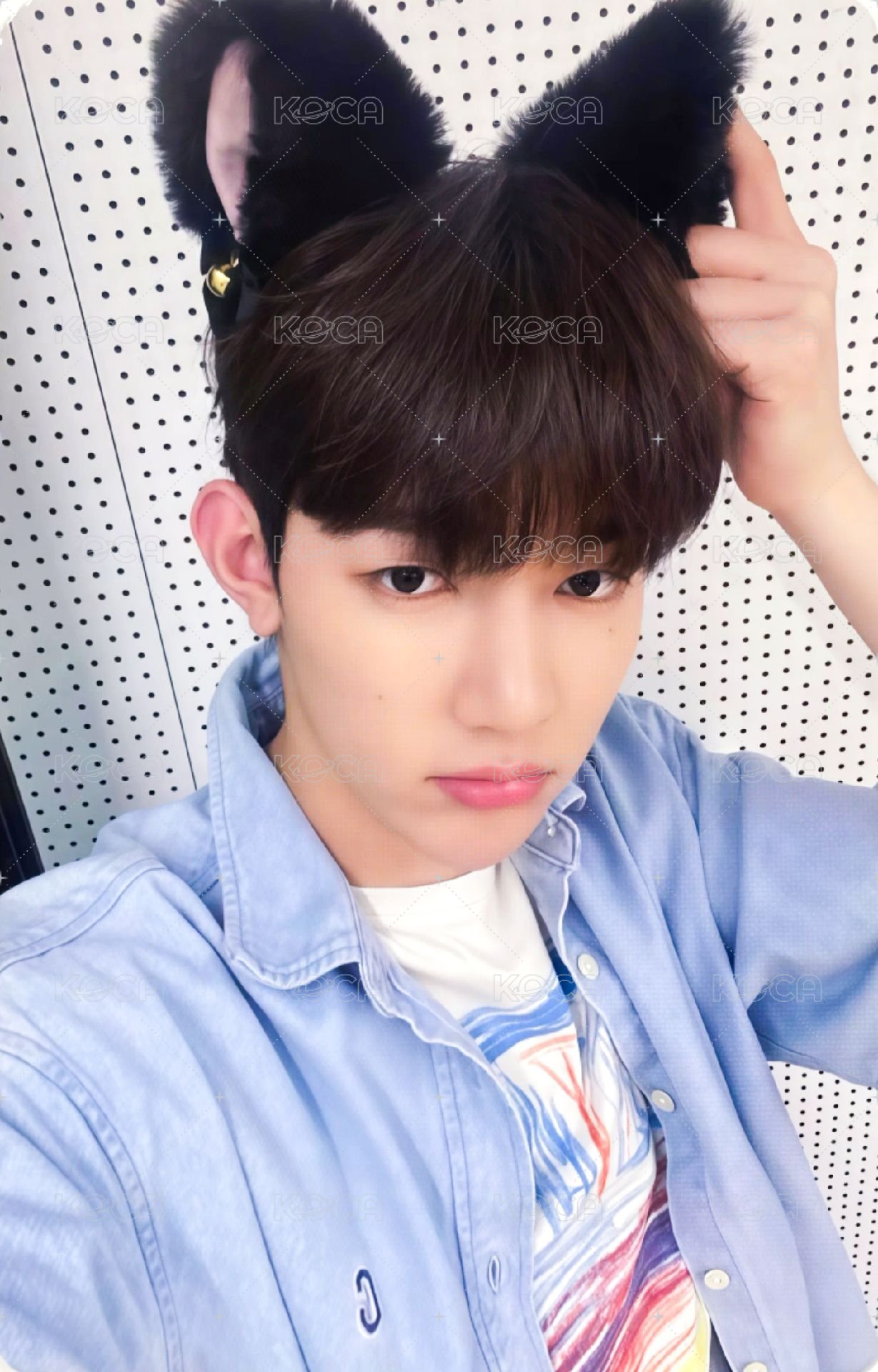 迷一 ms 1.0 特典卡 貓耳 ver. 正面