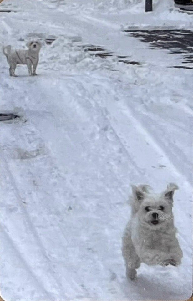 CHESHIRE wm 7.0 特典卡 耳機 背面