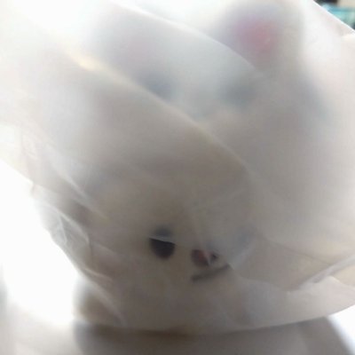 Straykids 安可場快閃週邊 小貂吊飾