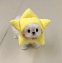 🐶
