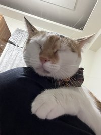 도도