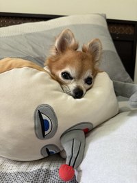 yaya