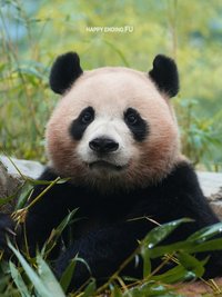 Wei🐼