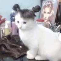 古德貓寧