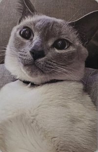STUNNER 專輯卡 貓咪專卡