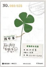 陷入我們的熱戀收藏卡隨機 吾流版 隨機卡 過塑卡（單款限量528張，每張卡背都有專屬編號） 背面