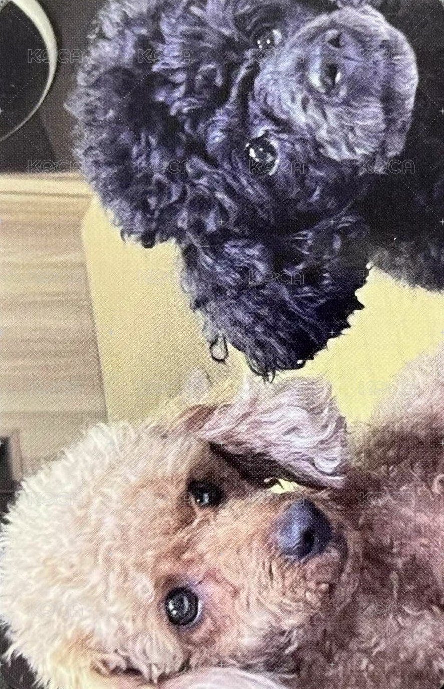 CHESHIRE wm 7.0 特典卡 耳機 背面