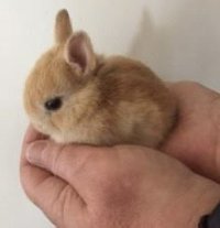 yy