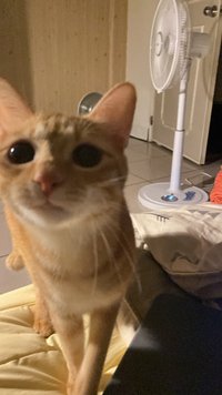 hj