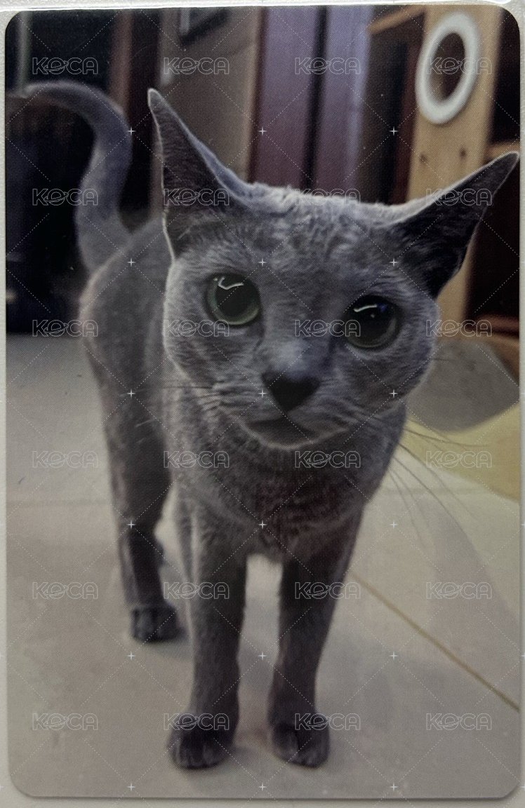 CHESHIRE wm 7.0 特典卡 耳機 背面