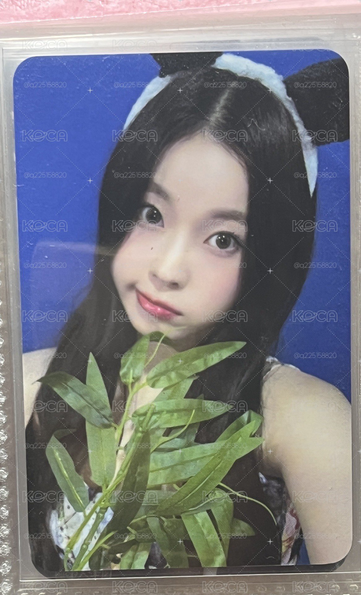 熊貓圭