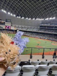 鴿_裴真率全肯定