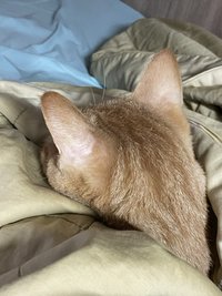 ㄆ
