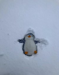 Aoki 🐧