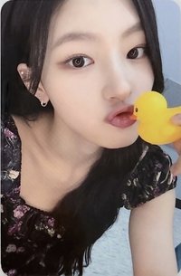 224 k4 預售 特典卡 鴨子