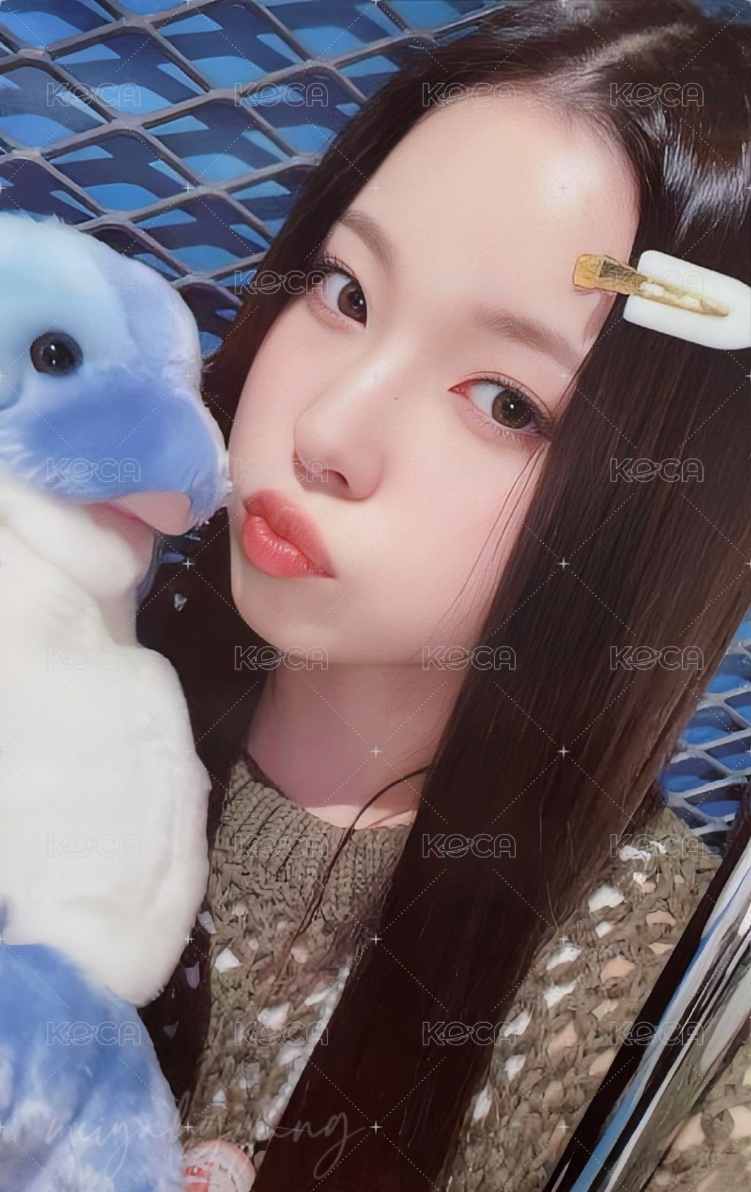 expérgo ms 幸運卡 海豚 正面