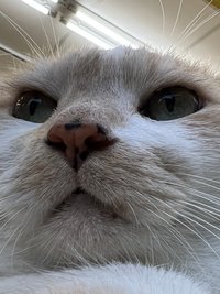 柚月