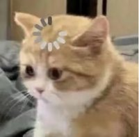 🐱❤️