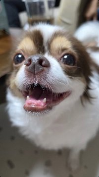 Fifi