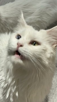 hululu