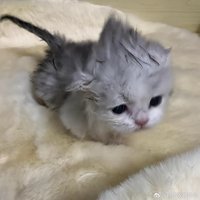 chi（輕斷捨離版本）