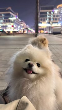 一隻魚魚