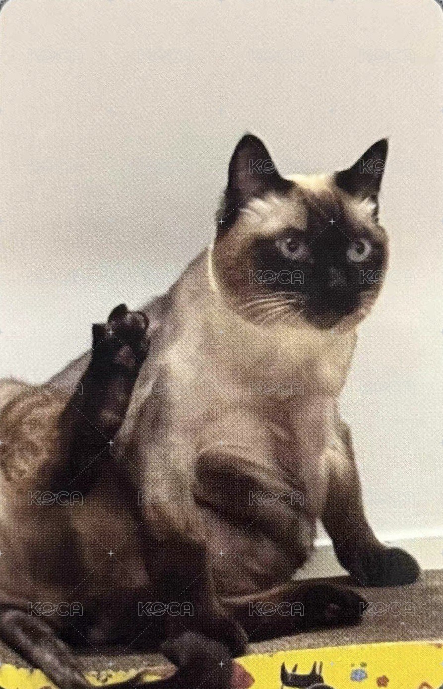 CHESHIRE wm 7.0 特典卡 耳機 背面