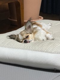 廷