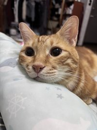 Mandyc