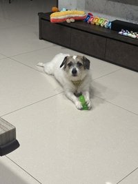 扣扣丸
