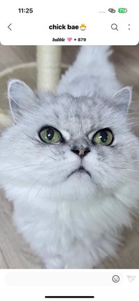 hellojudy