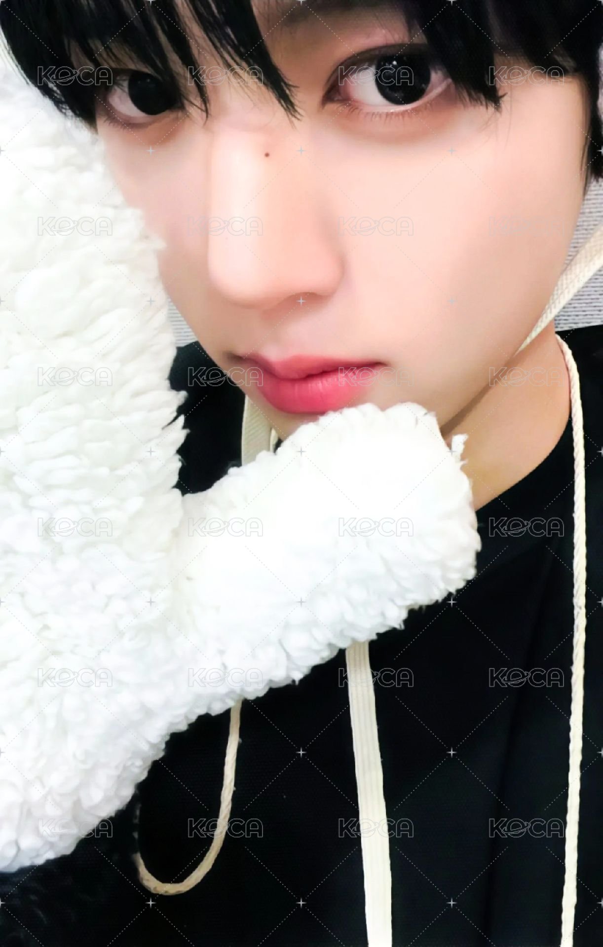 迷二 ms 特典卡 北極熊 ver. 正面