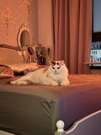 Chi柒小貓🐈‍⬛