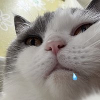 鱈魚