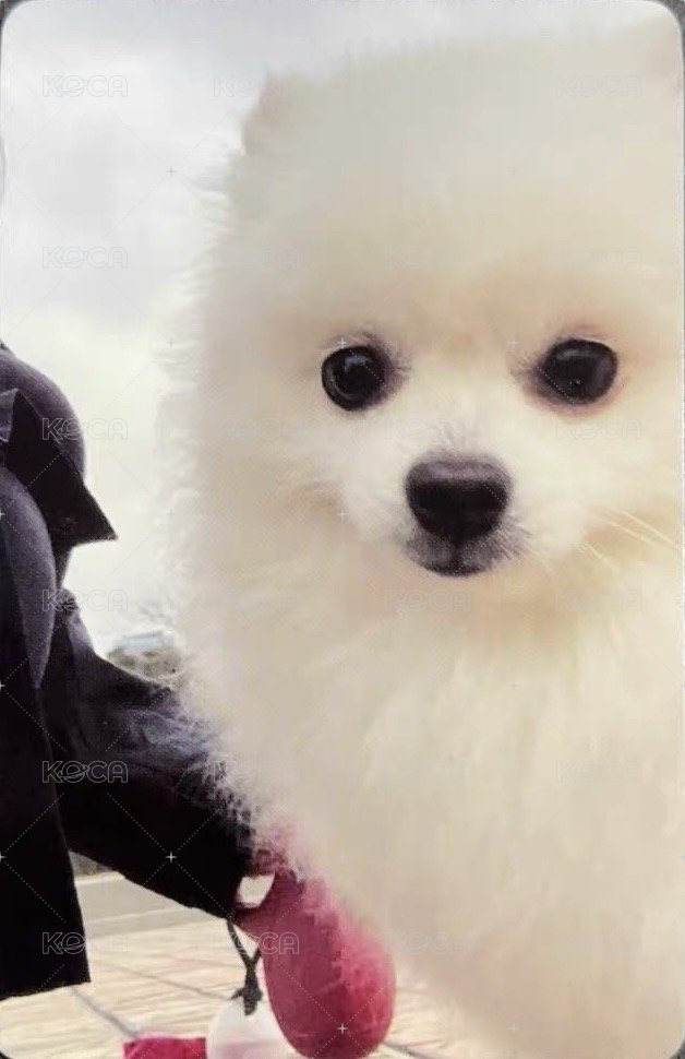 CHESHIRE wm 7.0 特典卡 耳機 背面