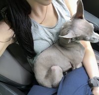 九九（存旅費中、多收可議價）