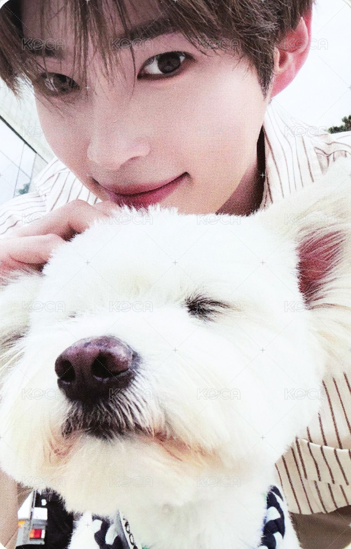 正規一 專輯卡 團封 狗狗ver. 正面