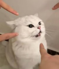 神奈川薯獺囉🦦