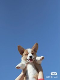 菜狗