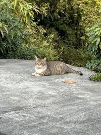 Viraly